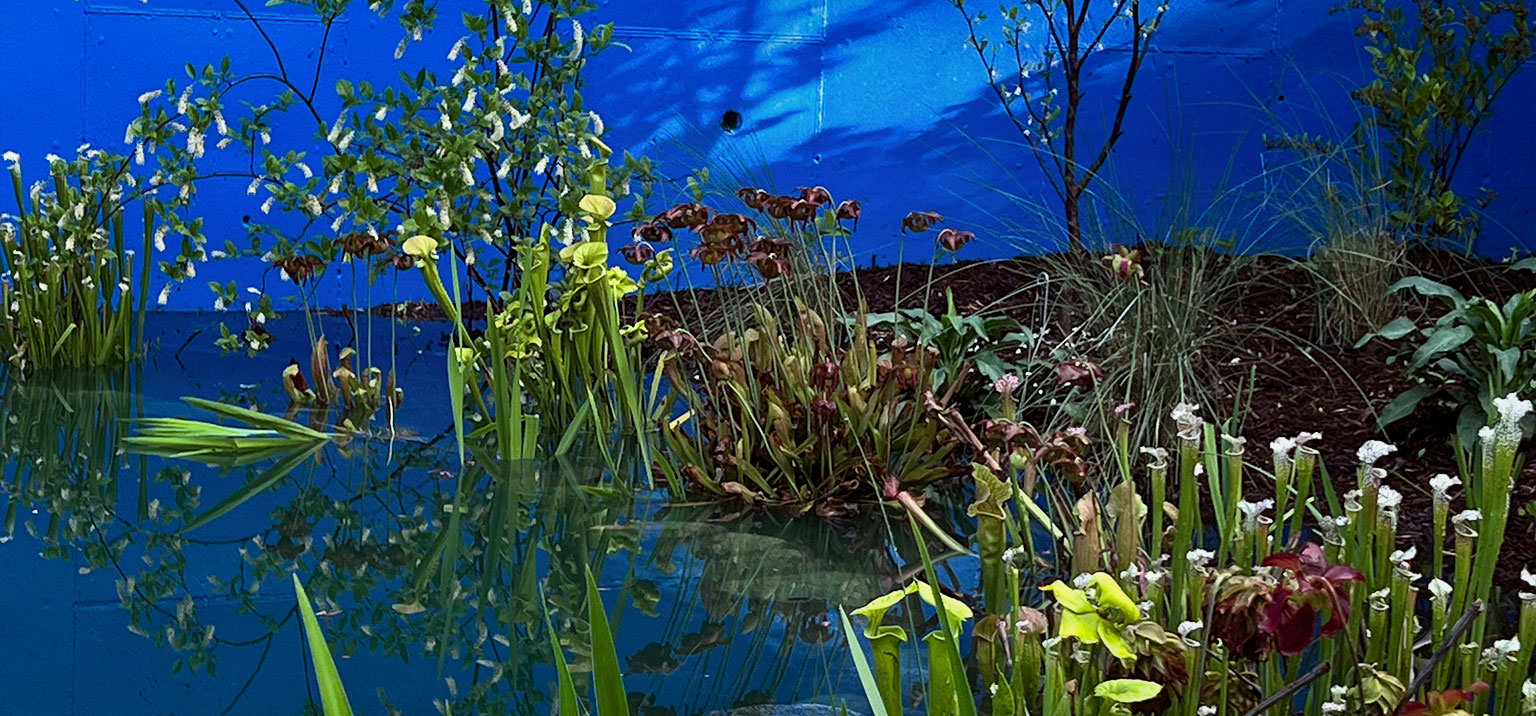 Bog Garden